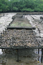 Oyster fattening beds.South Eastern Brazil.