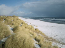 View north east along snow covered beach with tussocks of grass on the dunes in the foreground.