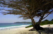 Carmel Beach with tree in the foreground and coastline leading off into the distance