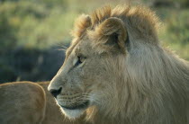 Male Lion  panthera leo  in Masai Mara Kenya