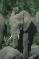 Young female African Elephant  loxodonta africana  with herd in Amboseli Kenya