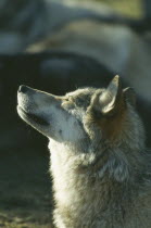 Wolf  canis lupus  howling USA