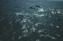 Two Dolphins bow riding in the Arabian Sea