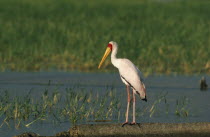 Yellow Billed Stork standing on the ground by a lake in Kenya