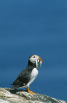 Puffin  frateronia artica  with sand eels in its beak standing on Craigleath Scotland