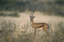 Chinkara  gazella gazella  standing in scrubland in Ranthambore National Park Rajasthan India