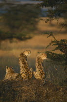 Female cheetah  acinonyx jubatus  sitting on mound with two cubs in Masai Mara Kenya