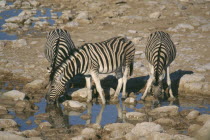 Three zebra drinking from waterhole in Etosha Namibia