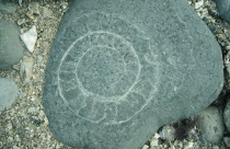 Ammonite