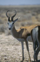 Springbok at Etosha National Park in Namibia