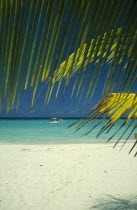 Beach and waters edge through coconut palm tree with tourist boat going past