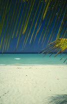 Beach and waters edge through branch of coconut palm tree