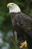 Bald Headed Eagle