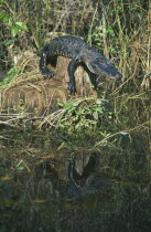 American Alligator  alligator mississippiensis  sunning itself on a log in Cypress National Reserve Florida USA