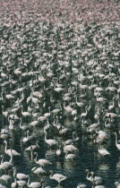 Greater & Lesser Flamingo  phoenicopterus ruber and minor  massed in Lake Bogoria Kenya