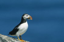 Puffin  fratercula artica  standing on rock on Craigleath Scotland