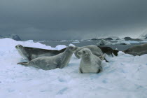 Crabeater Seals on ice in Antarctic Peninsular