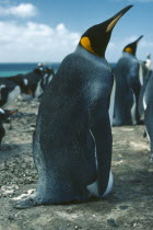 King Penguin in colony