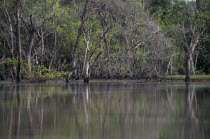 Mangroves on the banks of the River Gambia