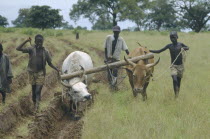 Ploughing with oxen after a drought.