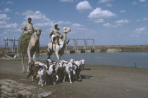 Camel riders with goat herd passing the Rahad Dam.