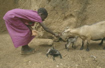 Girl bending over to feed goat with kids.