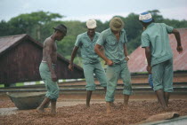 Plantation workers treading cocoa beans spread out to dry. Brasil