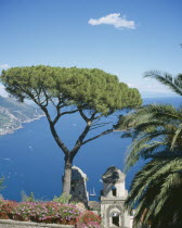 Villa Rufolo  view from gardens to Maiori  Salerno. Tree in the foreground  yachts in the bay.