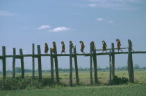 Line of monks with fans crossing wooden bridge raised high above agricultural land. Burma