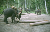 Working elephant moving felled trees.