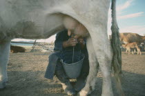 Close up of cow being milked.  Yields are very low.