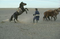 Rearing horse being accustomed to saddle and bridle held by man on ground by long rope.