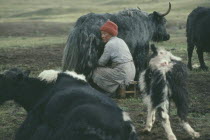 Woman milking yak in summer upland pasture