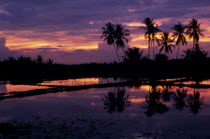 Purple and orange sunset over rice paddy fields and silhouetted palms