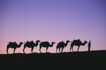 Silk Route. Line of camels on ridge sillhouetted at dawn  pink & purple sky