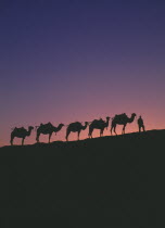 Silk Route. Line of camels on ridge sillhouetted at dawn  orange & blue sky