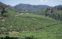 View over Tea Plantation in the hills