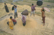 Winnowing rice.