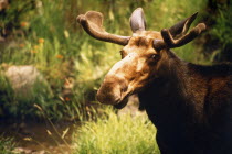 Head and shoulders side view of a moose.