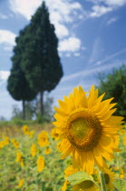 Sunflowers and cypress trees near Volterra.