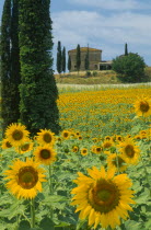 Field of sunflowers and cypress trees with house behind near Buonconvento