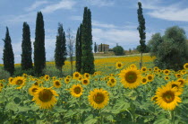 Field of sunflowers and cypress trees with distant building near Buonconvento