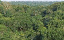 Caxiuana.  Elevated view across rainforest canopy in sunlight. Brasil