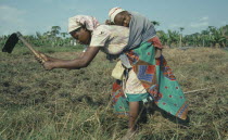 Woman carrying baby on her back as she works in the fields.