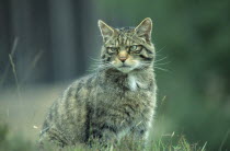 Scottish Wild Cat  Felis silvestris grampia.  endangered species