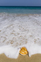 Conch shell on beach at Grand BayBeaches Caribbean Resort Sand Sandy Seaside Shore Tourism West Indies Scenic Windward Islands Beaches Caribbean Resort Sand Sandy Seaside Shore Tourism West Indies S...