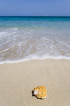 Conch shell on beach at Grand Bay