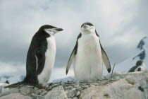 View of two adult Chinstrap Penguins standing on a rocky nest