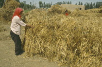 Adult and child bundling stacks of wheat.