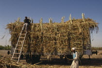 Men loading harvested sugar cane onto a train